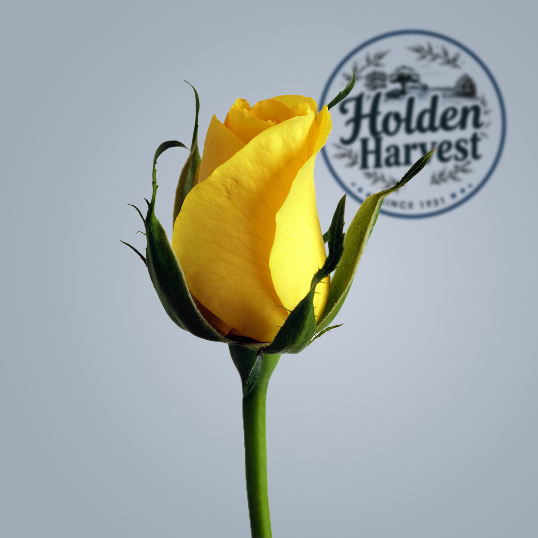 rose - yellow